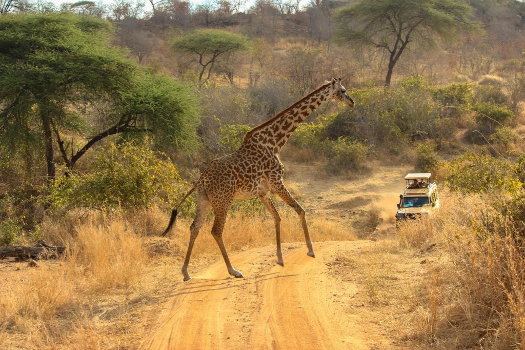 A giraffe crosses a dirt road in an African safari setting with a vehicle nearby.