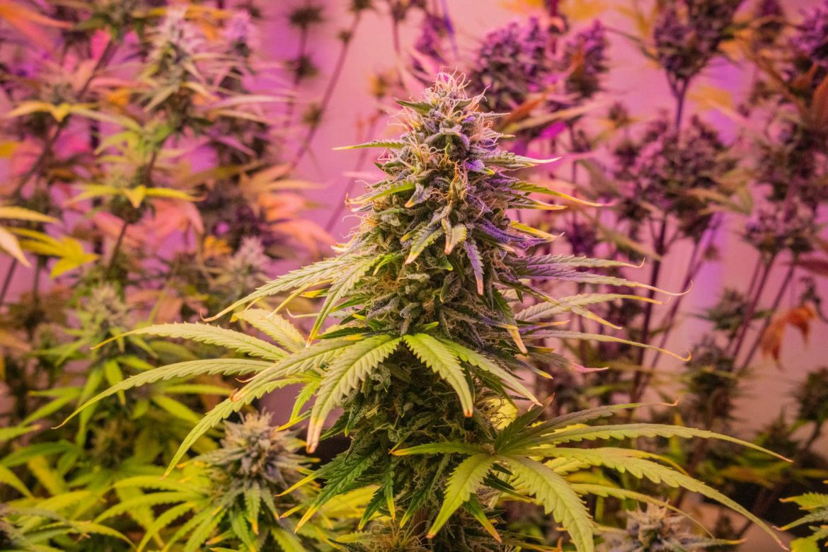 Detailed view of a cannabis plant with vibrant pink lighting, indoors.