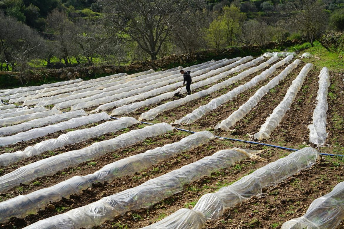 A farmer tending to crops under plastic covers on a sunny day in a rural setting.