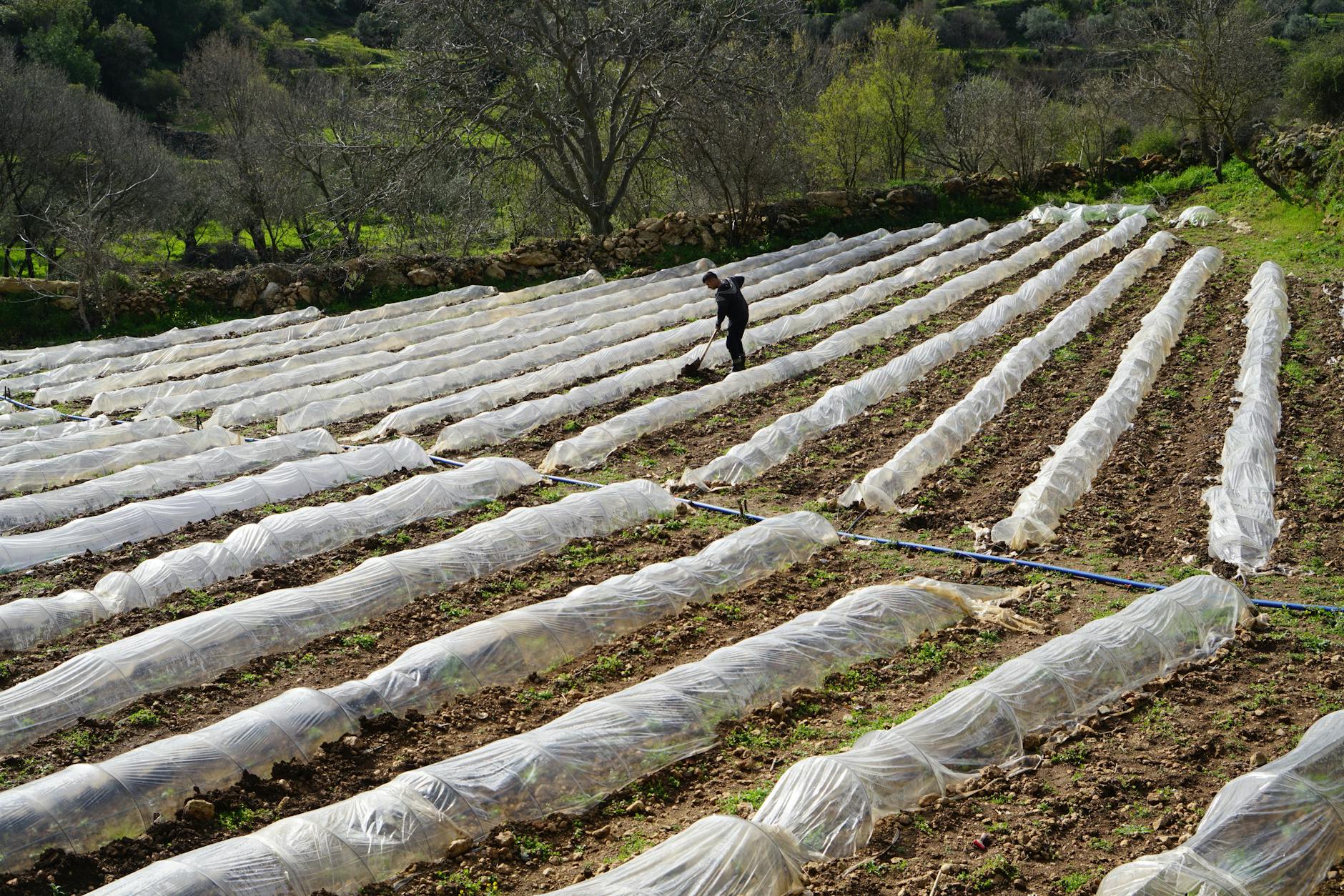 A farmer tending to crops under plastic covers on a sunny day in a rural setting.